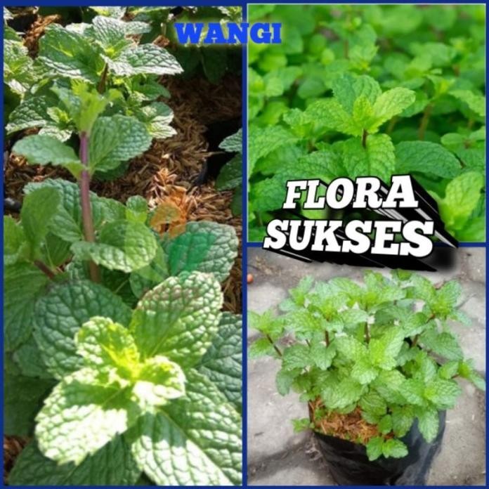 

Terlaris Bibit Tanaman Daun Mint Bibit Mint Pohon Mint