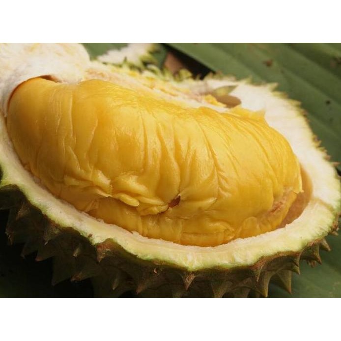 

Terlaris Durian Musang King / Bibit Pohon Buah Duren Malaysia