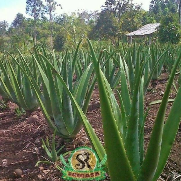 

Terlaris Bibit Tanaman Herbal Lidah Buaya / Bibit Pohon Herbal/ Bibit Tanaman