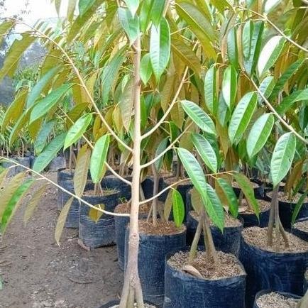 

Terlaris Promo Bibit Tanaman Pohon Durian Bawor Kaki 3 Tinggi 70 Cm Berkualitas