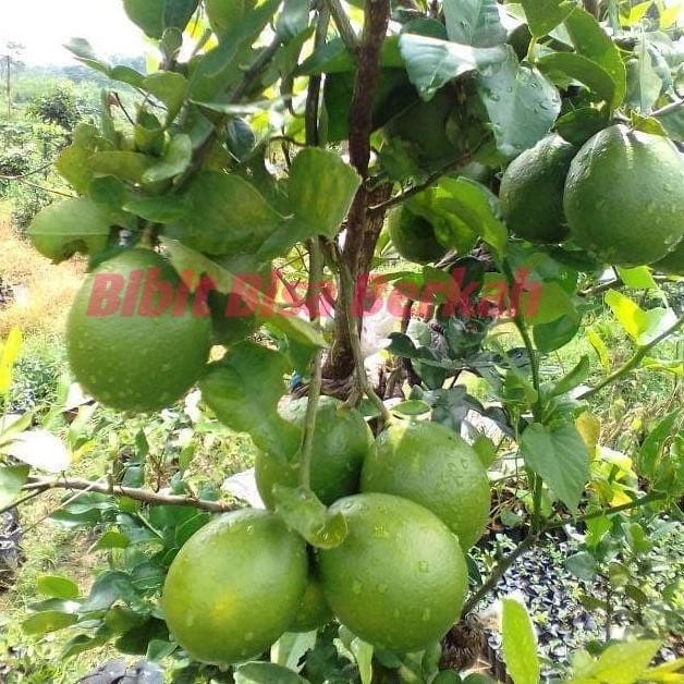 

Terlaris Bibit Jeruk Nipis Bibit Jeruk Nipis Original Flora Pohon Jeruk