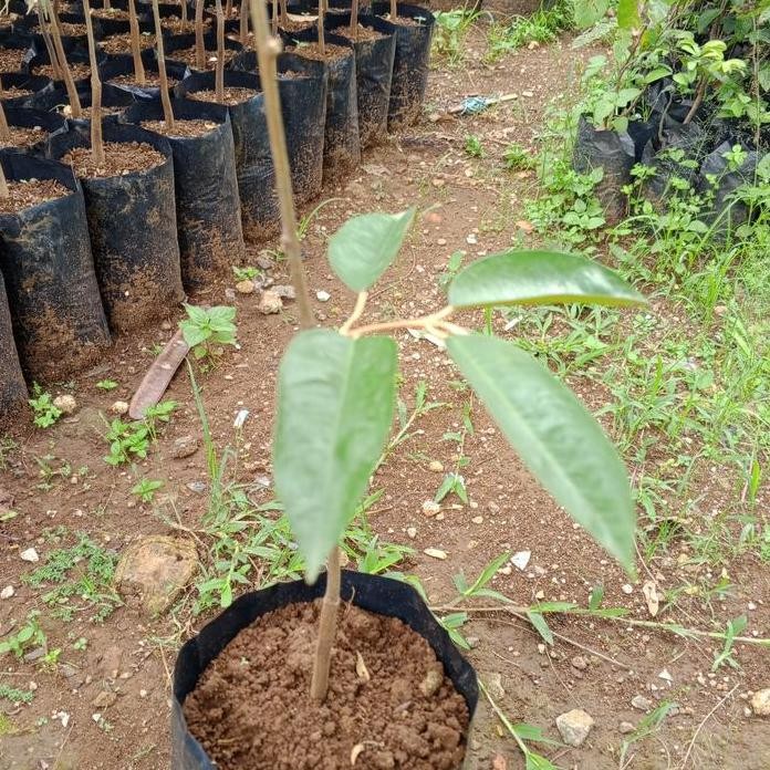 

Terlaris Beby Bibit Durian Damak King