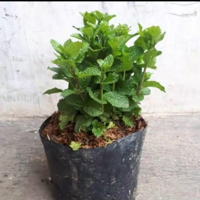 

Terlaris Bibit Daun Mint - Daun Mint Tanaman Untuk Minuman /Daun Mint Segar