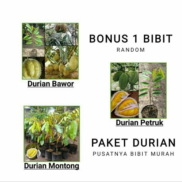 

Terlaris Paket Hemat Bibit Tanaman Buah Durian-Bibit Pohon Durian-Jenis Durian
