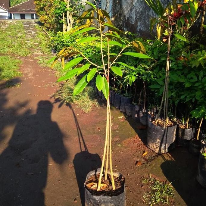 

Terlaris Bibit Durian Musangking Kaki 3 (Tiga)