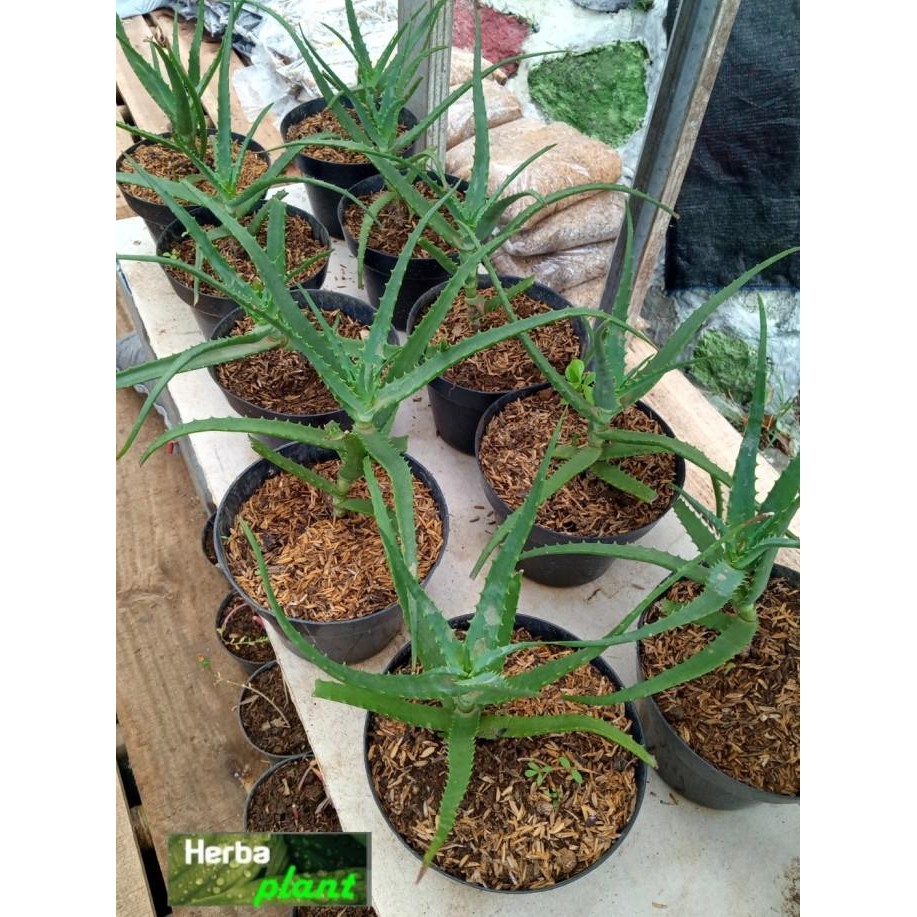 

Terlaris Rd Bibit Tanaman Lidah Buaya / Aloe Barbadensis Miller