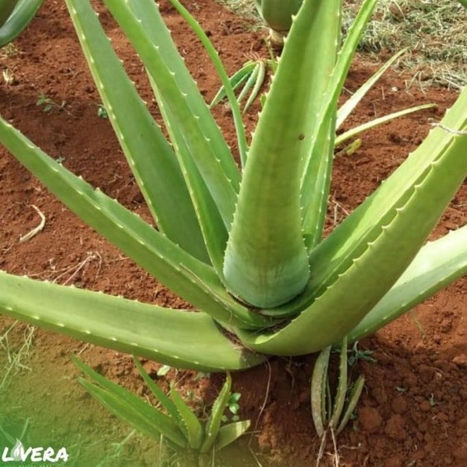 

Terlaris Pilihan Terbaik! 40Cm Bibit Tanaman Lidah Buaya Jumbo Sinensis | Lovera.Id