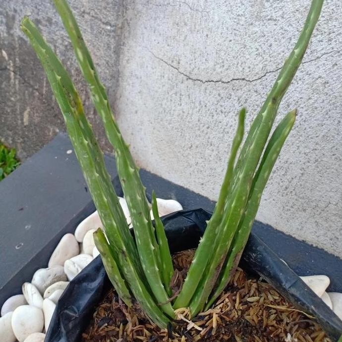 

Terlaris Bibit Tanaman Lidah Buaya / Aloe Vera