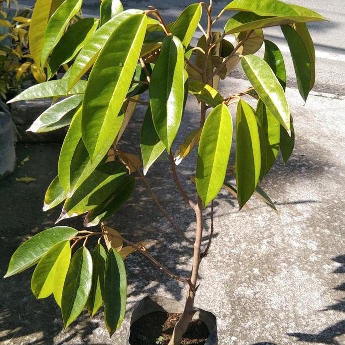 

Terlaris Bibit Durian Musangking
