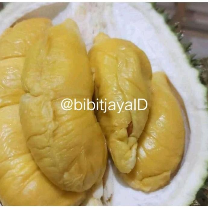 

Terlaris Bibit Durian Matahari Kaki 3 (Bisa Cod)