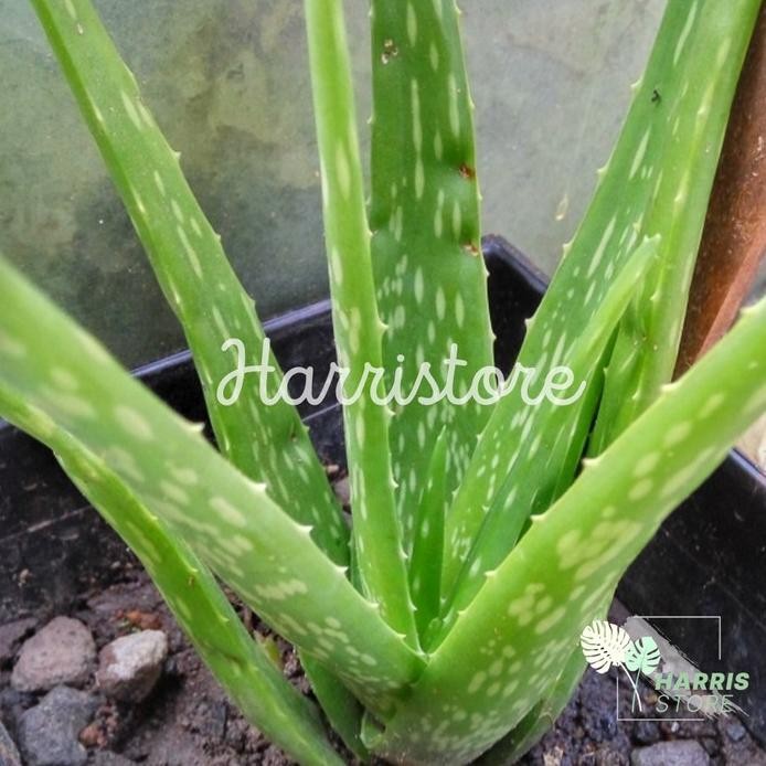 

Terlaris Bibit Tanaman Lidah Buaya Jumbo Pontianak Eeee