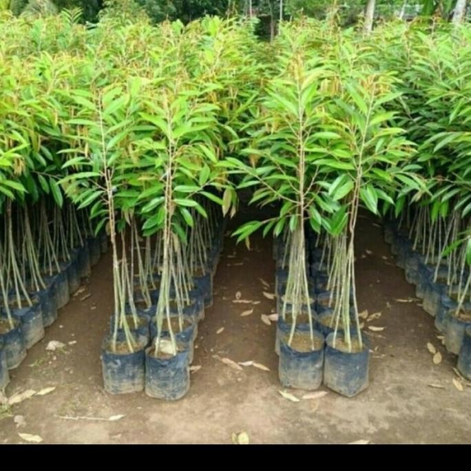 

Terlaris Bibit Durian Kaki 3 Unggul Super Cepat Berbuah