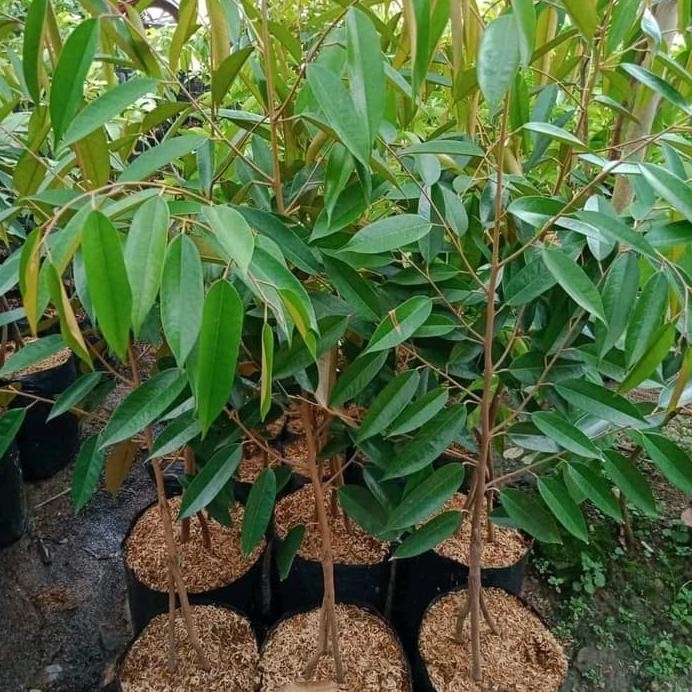 

Terlaris Bibit Tanaman Buah Durian Musangking Kaki 3 Super-1Meter Lebih Bb80 Atz