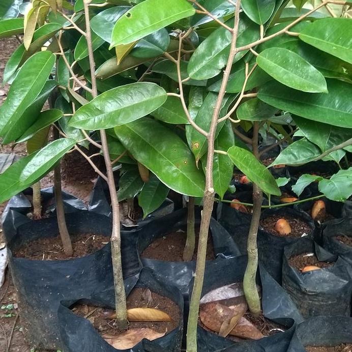 

Terlaris Bibit Durian Tupai King