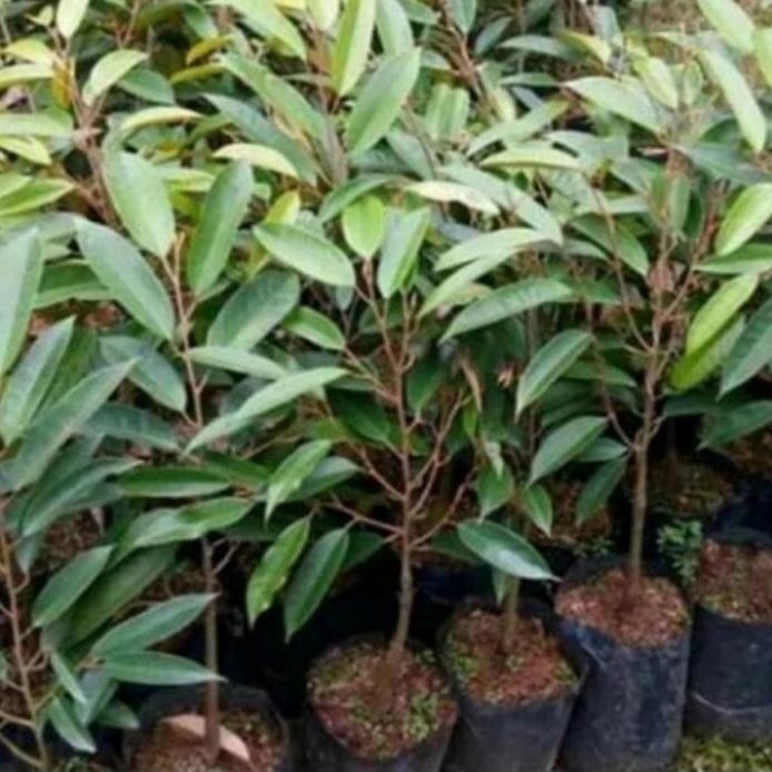 

Terlaris Pohon Durian Duri Hitam Okulasi Bibit Tanaman Pohon Buah Durian