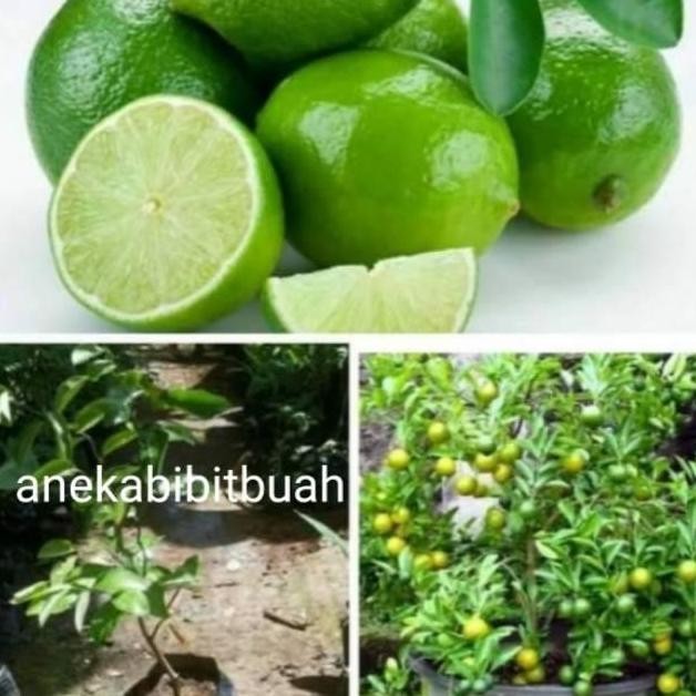 

Terlaris Bibit Jeruk Nipis Jumbo Okulasi Berbuah