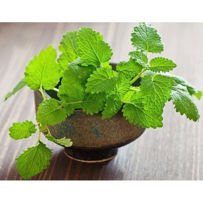 

Terlaris Bibit Daun Lemon Balm / Lemon Mint - (Tanaman Herbal)- Rempah