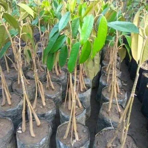 

Terlaris Bibit Durian Kaki 3 Bisa Pilih Jenis