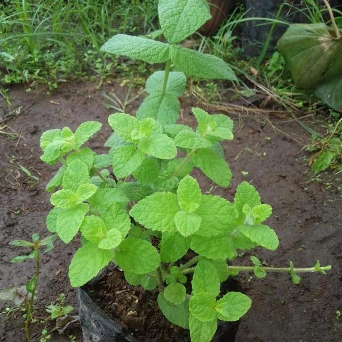 

Terlaris Bibit Tanaman Apel Mint-Tanaman Daun Apel Mint(Herbal)