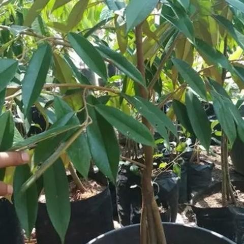 

Terlaris Bibit Durian Duri Hitam Kaki 3 Tinggi 1 Meter - Durian Oche Premium