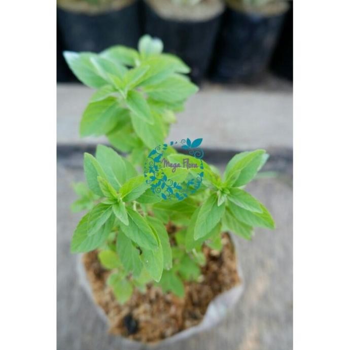 

Terlaris Menthol Mint Wild Mint Tanaman Herbal Daun Bibit Xxecij 9046De