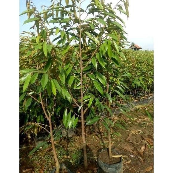 

Terlaris Terlaris Bibit Durian Musangking Batang Besar Tinggi 1.5 Meter Oyee