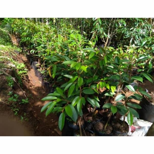 

Terlaris Bibit Durian Bawor Asli Banyumas 40 Cm Up