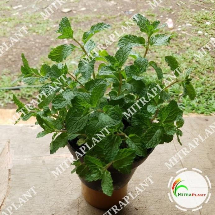

Terlaris Bibit Tanaman Spearmint - Tanaman Daun Mint Menthol - Tanaman Herbal
