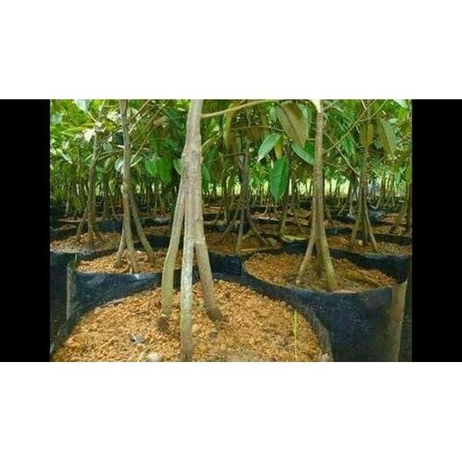 

Terlaris Bibit Pohon Durian Musang King Kaki Tiga(3) - Pohon Duren Muasng King