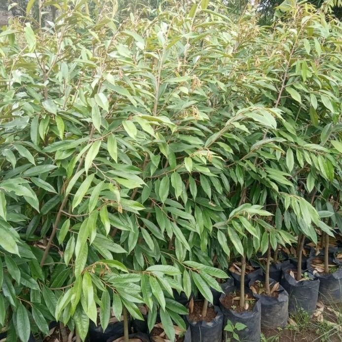 

Terlaris Bibit Durian Musangking Tinggi 1,5 Meter Batang Besar