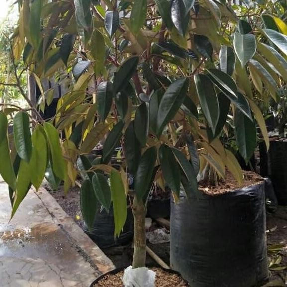 

Terlaris Bibit Durian Montong Tinggi 1.5-2 Meter Bercabang Banyak