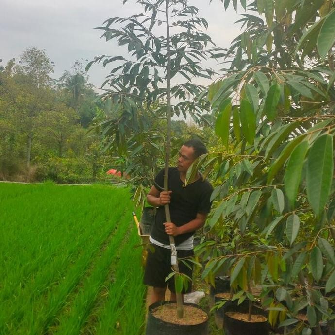 

Terlaris Bibit Durian D24, Montong, Bawor