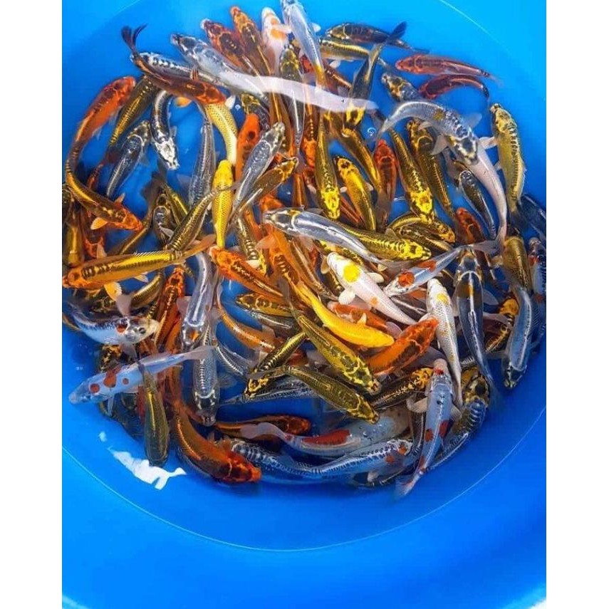 

Terlaris Koi Slayer Metalik Kumpay Size 10-12 Cm Hiasan Aquarium