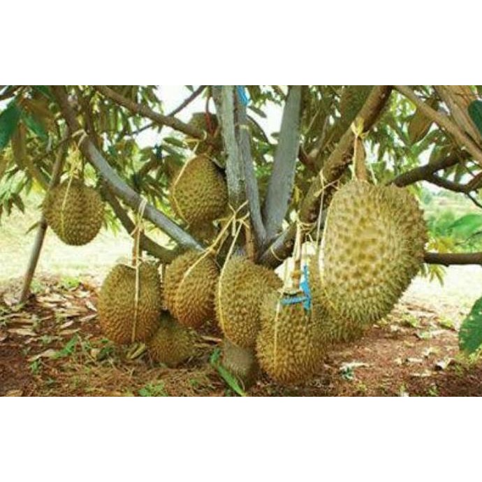 

Terlaris Paket 3 Bibit Unggul Durian Bawor Kaki 3