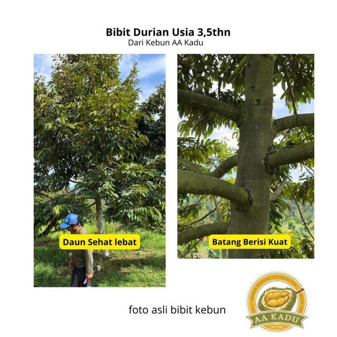 

Terlaris Bibit Durian Montong Premium 50Cm Aa Kadu Tasikmalaya - Harga Sudah Termasuk Packing Kayu