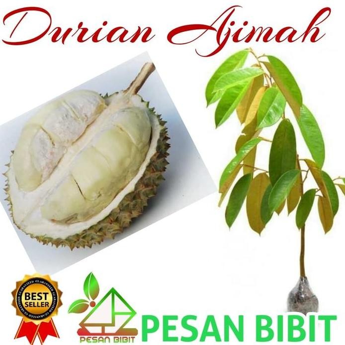 Terlaris Bibit Durian Ajimah Super