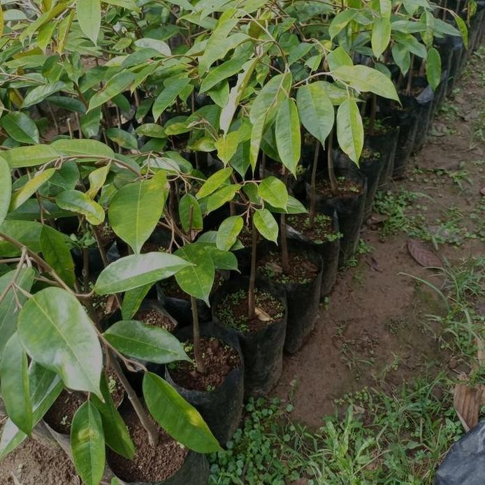 

Terlaris Bibit Durian Bawor Banyumas