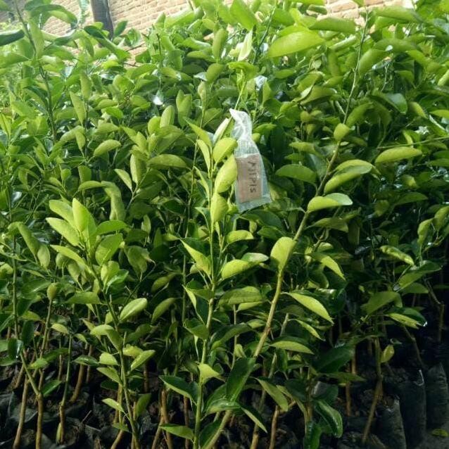 

Terlaris Bibit Buah Jeruk Nipis