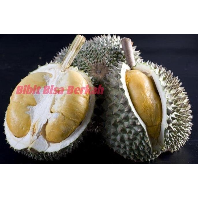 

Terlaris Bibit Durian Duri Hitam Kaki 3 / Bibit Buah / Tanaman