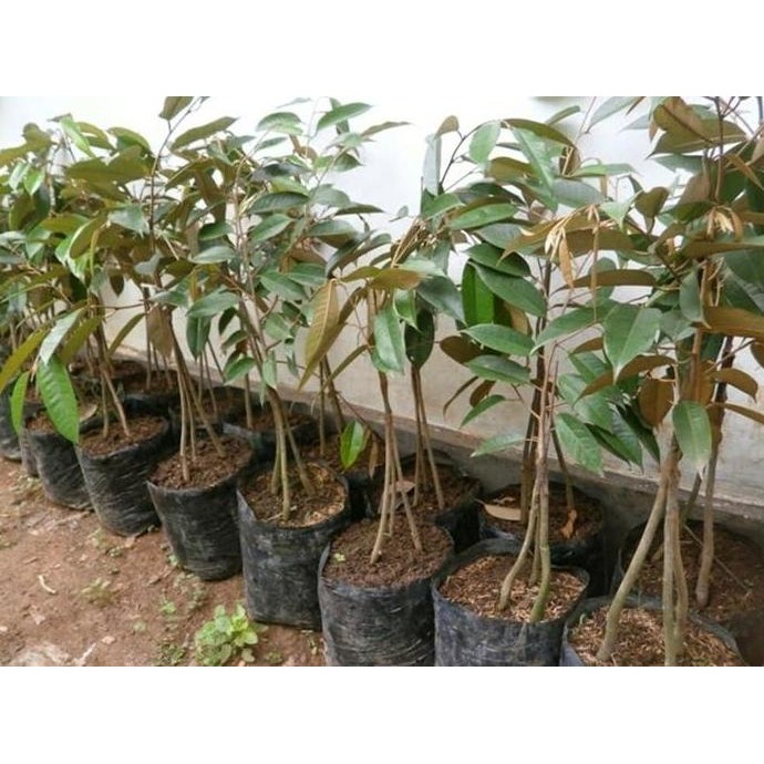 

Terlaris Bibit Buah Durian Bawor Kaki 3 Siling
