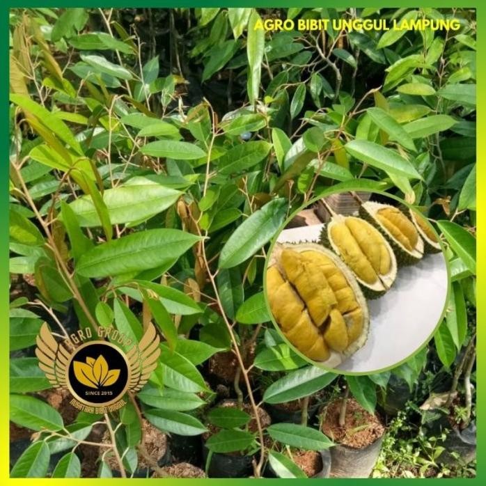 

Terlaris Bibit Durian Musangking Asli Super Unggul Tanaman Okulasi Duren Musang King