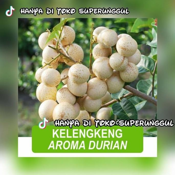 

Terlaris Bibit Kelengkeng Aroma Durian