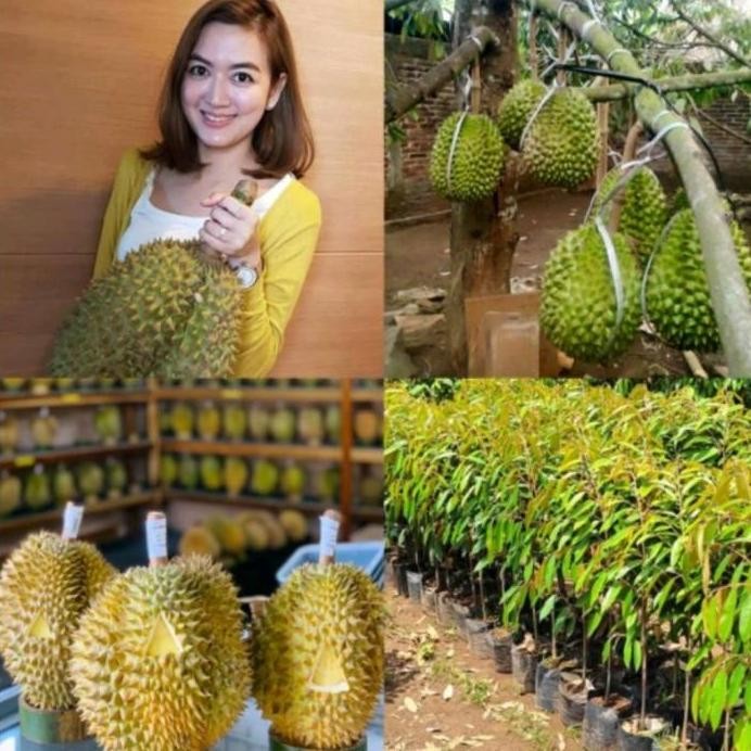 

Terlaris Bibit Durian Musangking Okulasi