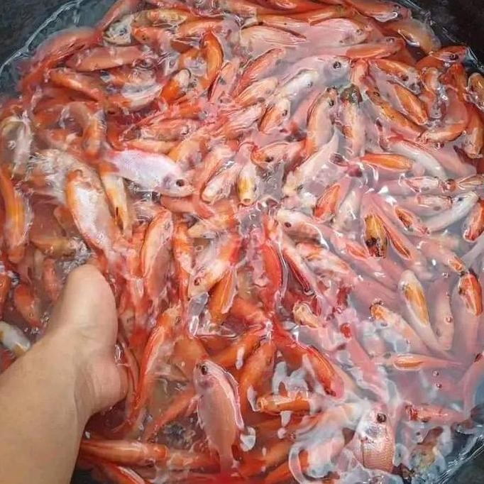 || BANANA / Bibit Benih Ikan Nila Merah Bangkok 1 Liter - Gratis Pelet ||~~~