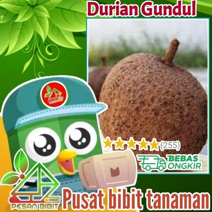 

Terlaris Bibit Tanaman Buah Pohon Durian Gundul Kaki 3