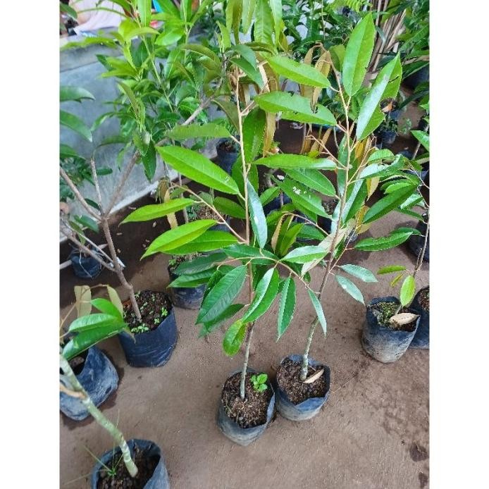 

Terlaris Bibit Durian Musangking/Super Tembaga/Montong/Duri Hitam