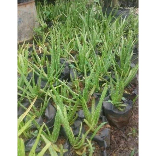

Terlaris (Promo) Promo Bibit Lidah Buaya Super (Fresh)