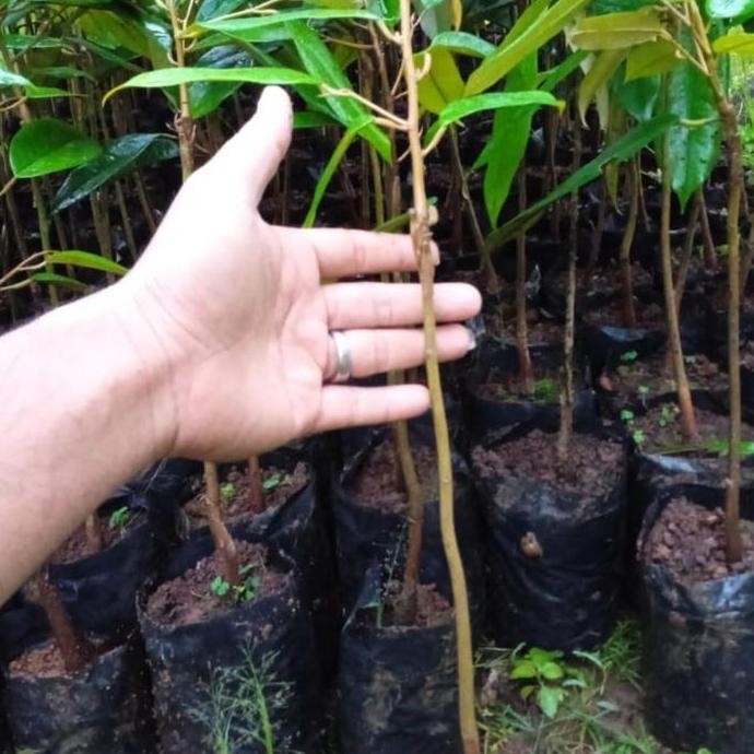 

Terlaris Bibit Durian Bawor Super, Okulasi, 70 Cm, Cepat Berbuah A