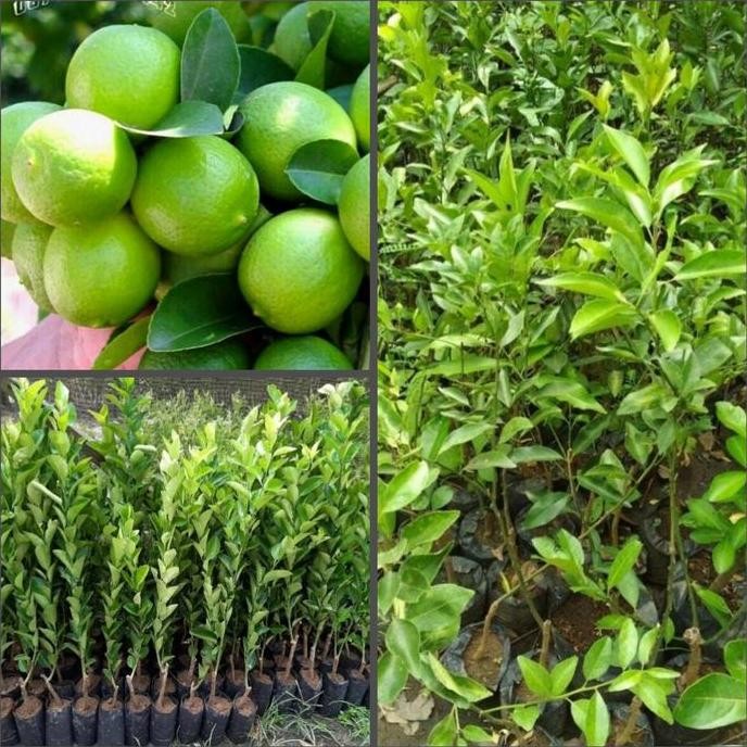 

Terlaris Bibit Pohon Jeruk Nipis - Tinggi 70Cm