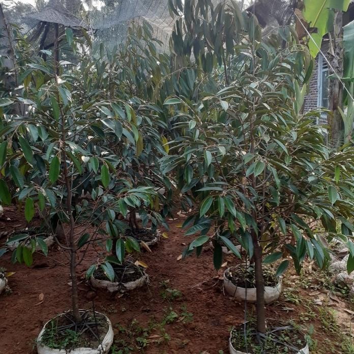 

Terlaris Bibit Durian Bawor 1 Meter